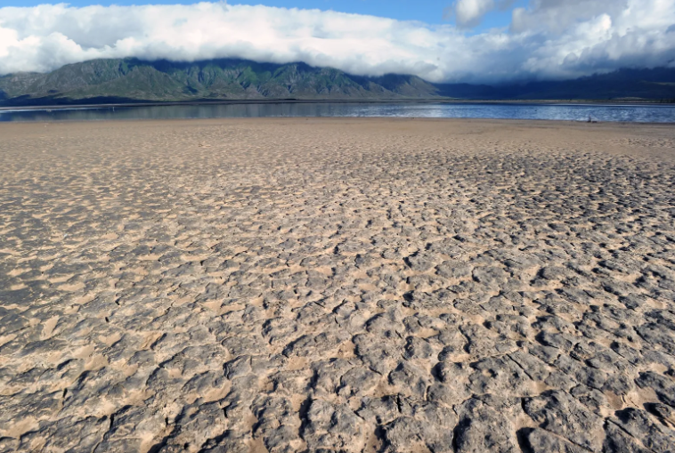 Cape Town’s Day Zero: We are axing trees to save water